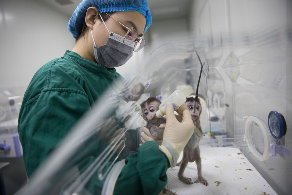 scientist feeding baby monkey clones