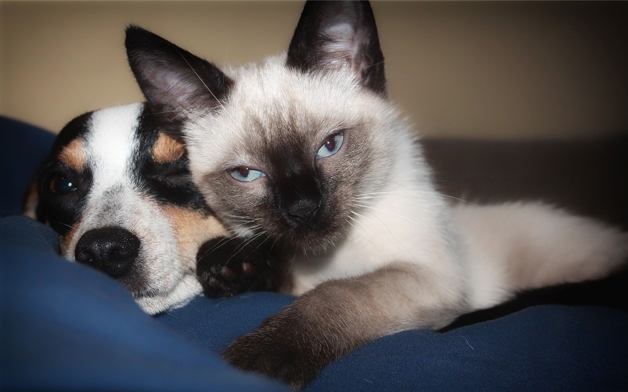 pets relaxing together