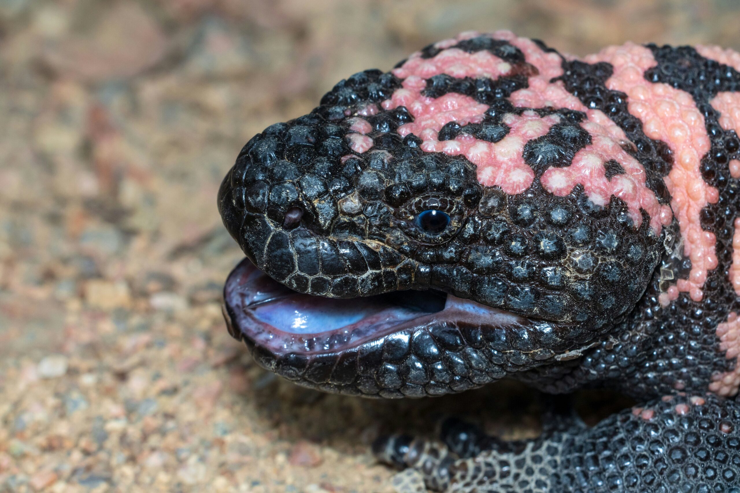 Gila Monster, one of the most venomous reptiles