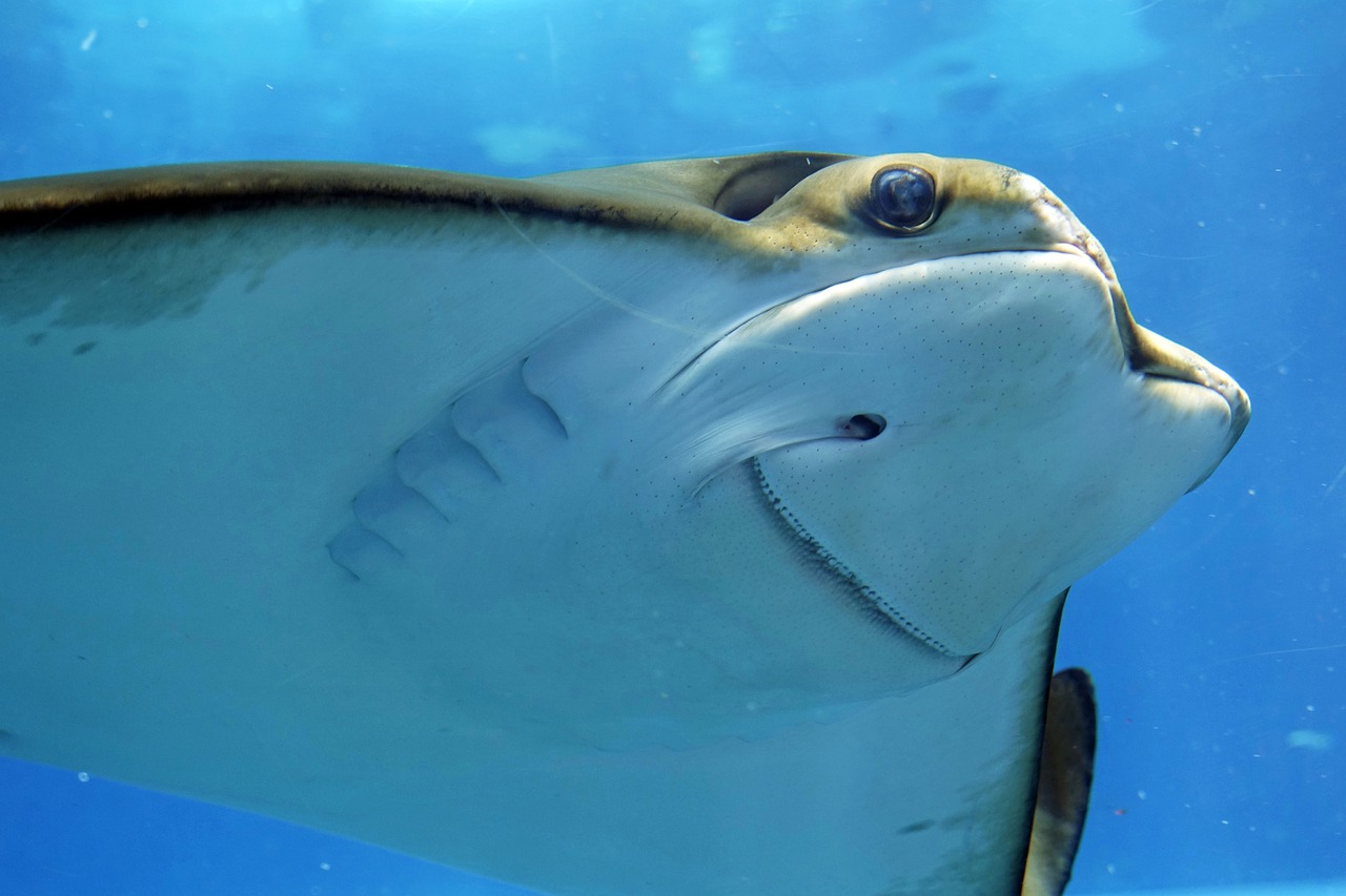 Stingray swimming in ocean