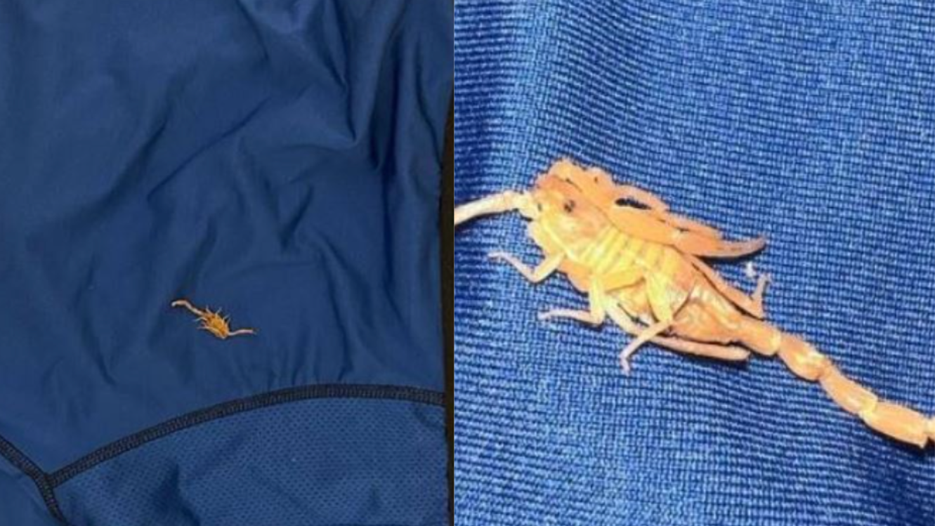 scorpion found in man's boxers at vegas hotel