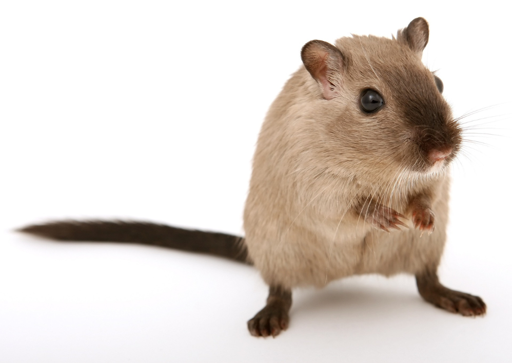 rats eat confiscated marijuana at New Orleams Police Department