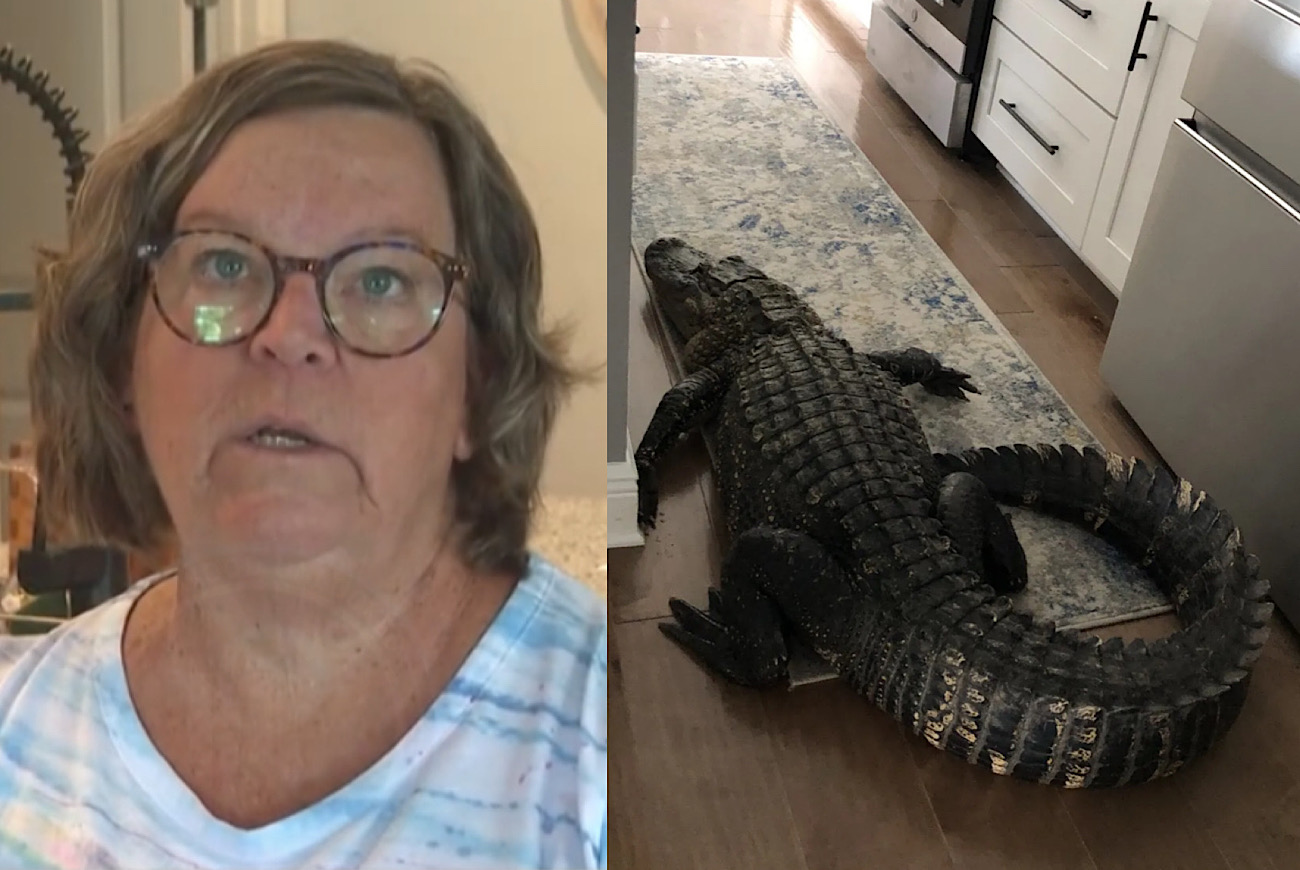 8-Foot Alligator Bursts Through Florida Woman’s Screen Door And Makes Itself At Home As Owner Watches TV On Couch