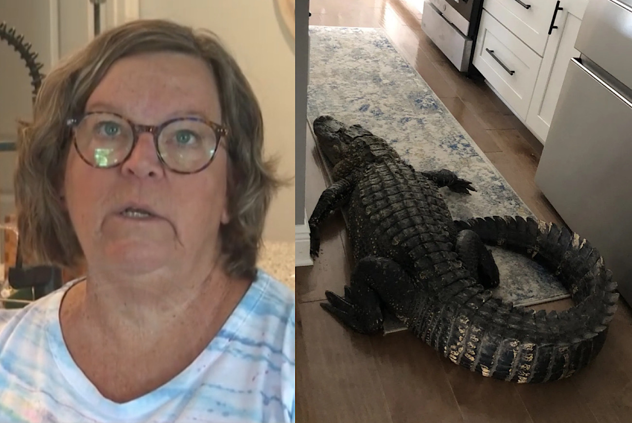 Alligator Bursts Through Florida Woman’s Door As She Watches TV