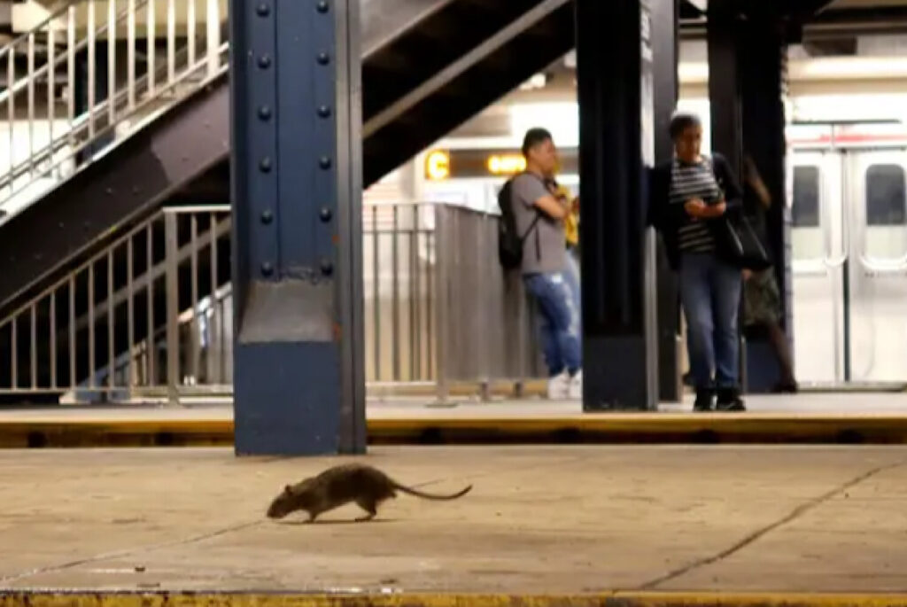 New York City Faces Rise In Cases Of Deadly Human Leptospirosis Caused By Rat Urine