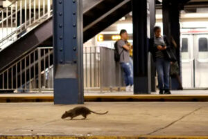 New York City Faces Rise In Cases Of Deadly Human Leptospirosis Caused By Rat Urine