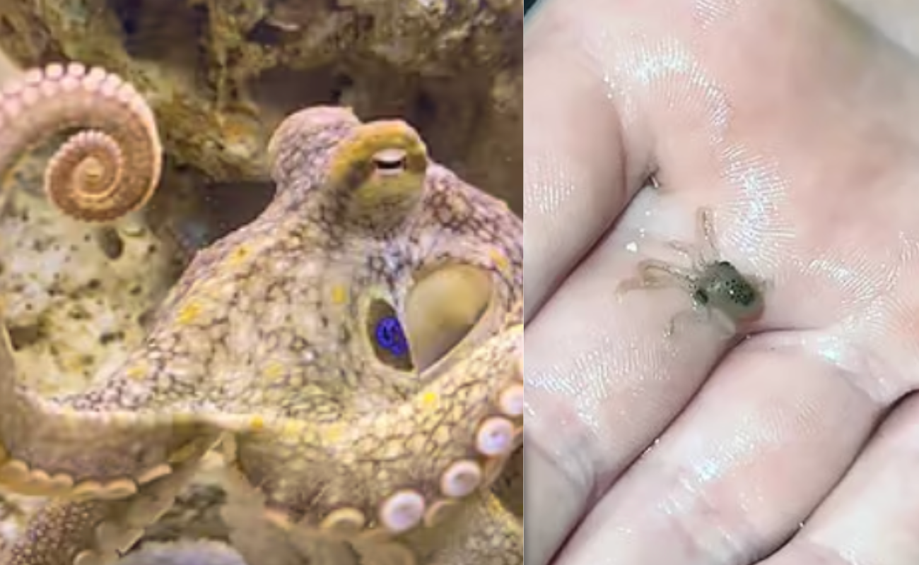 Pet Octopus Surprise! Family Deals with Unexpected Hatching of 50 Babies