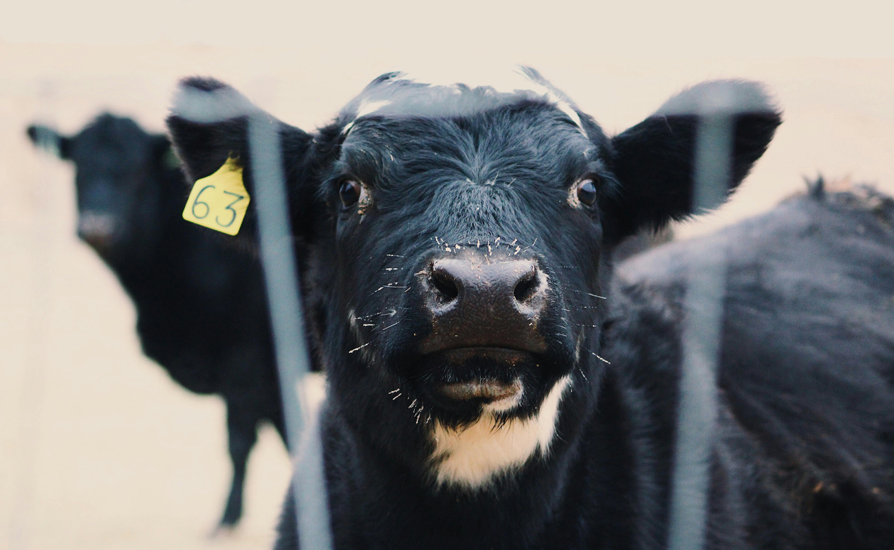 a diary cow similar to the cow who was infected with bird flu