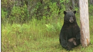 Florida authorities are warning the public to leave a black bear alone after motorists were spotted taking selifies with it