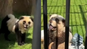 A Chinese zoo confessed to painting dogs to look like pandas