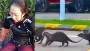 A woman in Malaysia was attacked by a group of otters during her morning jog