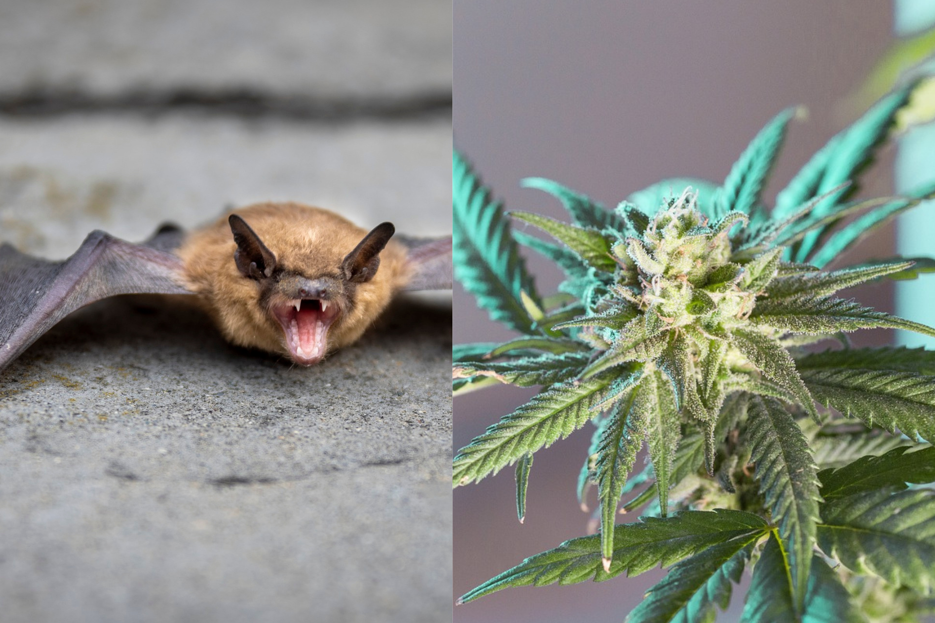 Two Men Dead After Consuming Bat Guano-Infused Marijuana