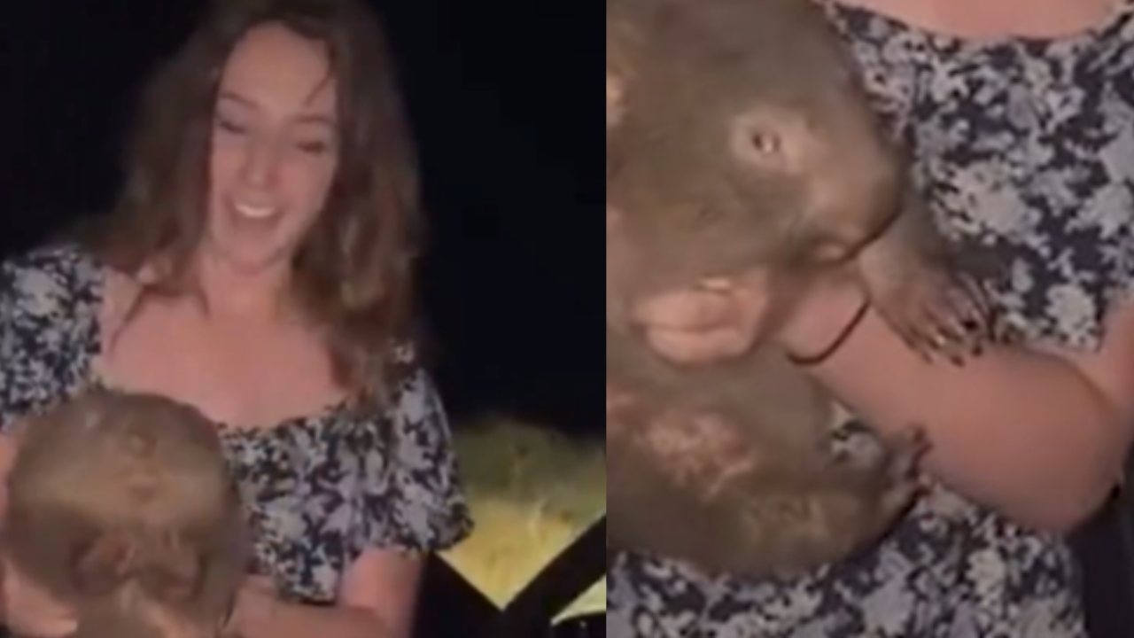 Influencer Faces Backlash for Picking Up Baby Wombat in Australia
