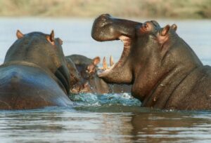 50 Hippos Die Due to Anthrax Outbreak at Virunga National Park in Congo