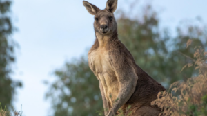 Man Dies After Reportedly Fighting Kangaroo At Brother’s Petting Zoo