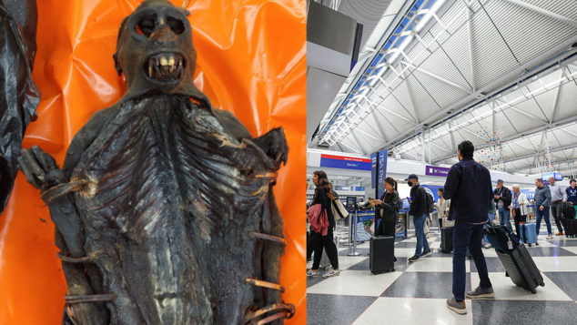 U.S. Customs Seize Monkey Meat and Plants From Passenger at Chicago’s O’Hare Airport • Hollywood Unlocked