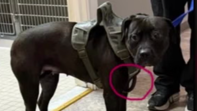Man On The Run After GPS Ankle Monitor Found On Dog In Albany, New York