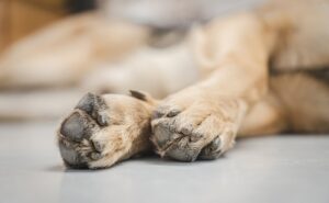 Kent Couple Arrested After Allegedly Attacking Maintenance Worker Over Dog Poop Dispute