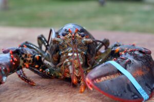 Animal Activist Admits to Taking Restaurant Lobster and Throwing It Into Harbor, Later Learns It Was Owner’s Pet