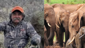 Millionaire Big Game Hunter Trampled to Death by Elephants During Hunt in Gabon