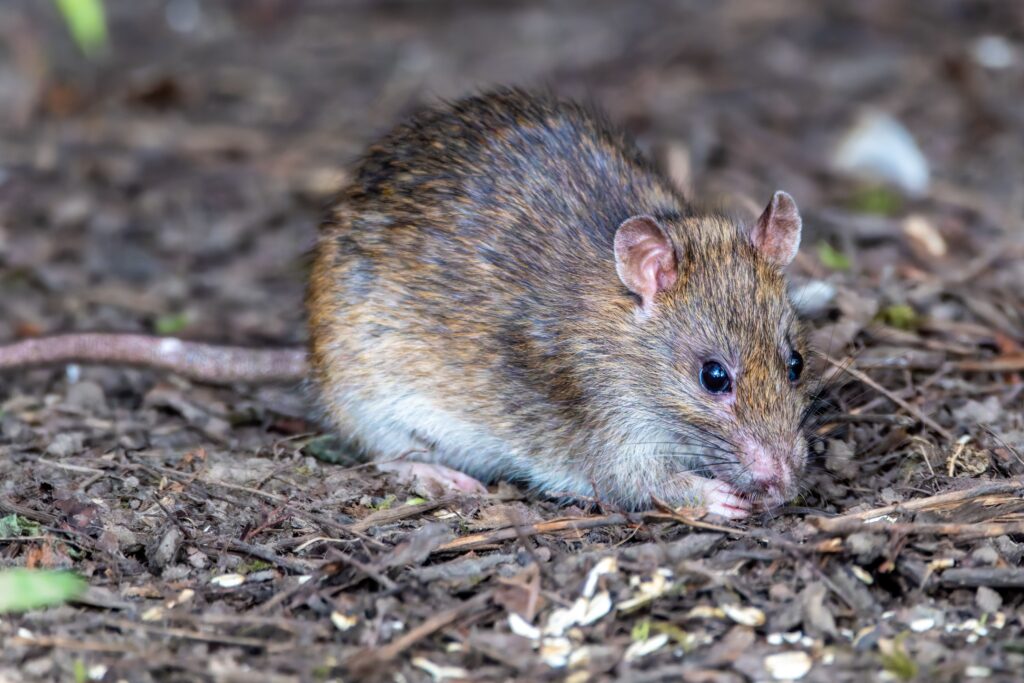 California Resident Dies After Contracting Rare Disease From Breeding Wild Rats