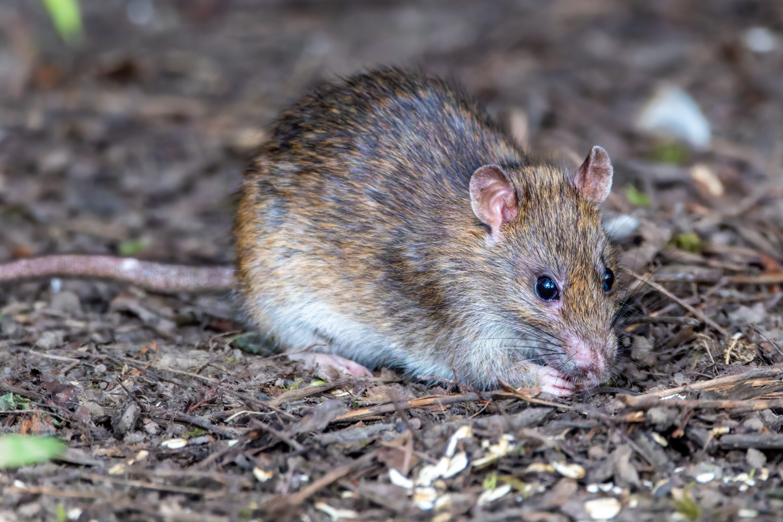 California Resident Dies After Contracting Rare Disease From Breeding Wild Rats