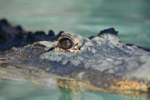 Florida Man Sues After Allegedly Being Bit in the Face During Alligator Experience