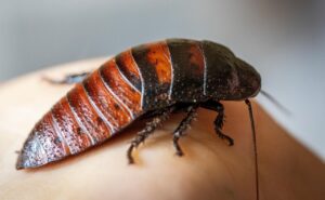 Authorities Seize 100,000 Exotic Cockroaches Worth $200,000 From a Commercial Breeder in Australia