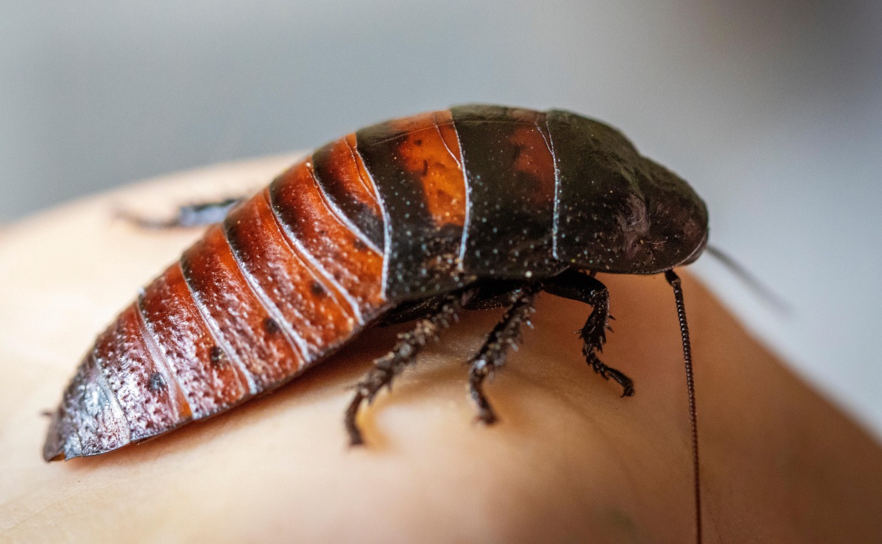 Authorities Seize 100,000 Exotic Cockroaches Worth $200,000 From a Commercial Breeder in Australia