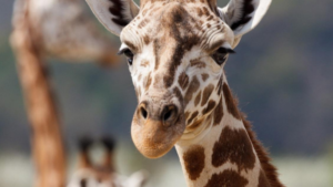 Missing Giraffe Found Four Miles From Texas Ranch After Two-Week Search