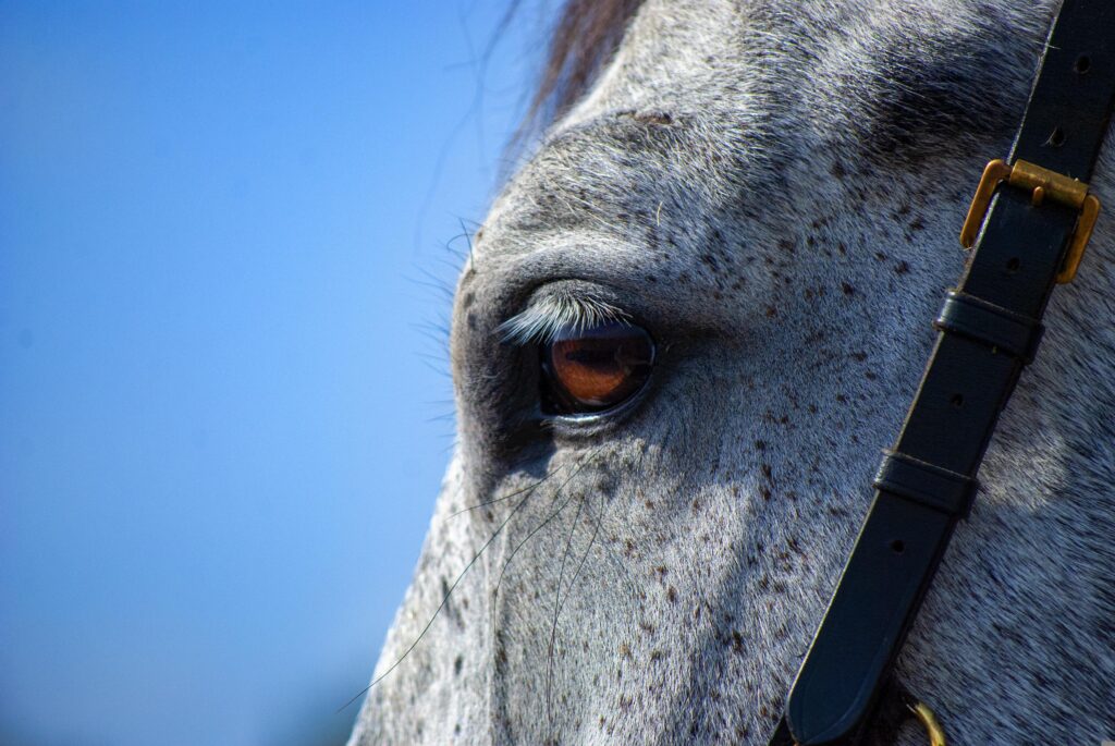 Teen Arrested After Allegedly Stabbing Three Horses at Las Vegas Barrel Racing Event