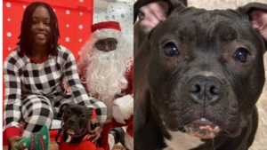Virginia Woman Says Officer Entered Wrong Apartment and Fatally Shot Her Pit Bull