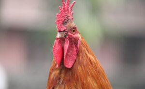 Pennsylvania Man Accused of Shooting Neighbor’s Rooster Because It Kept Waking Him Up