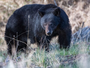 Colorado Officials Warn Drivers to Lock Their Cars After Bear Dies Trapped Inside Vehicle
