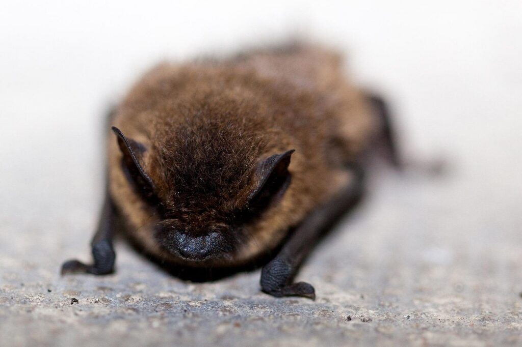Virginia Doctor Says She Woke Up to a Bat Trying to Get Into Her Mouth While She Slept