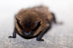 Virginia Doctor Says She Woke Up to a Bat Trying to Get Into Her Mouth While She Slept