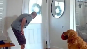 Golden Retriever Caught on Camera Greeting Home Intruder With a Toy Instead of Barking