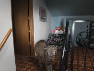Police Respond to Reported Burglary, Find Bobcat Waiting Inside Washington Home