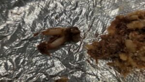 Texas Restaurant Sued After Customer Allegedly Finds Cow Tooth in Taco